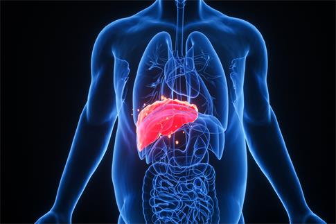 1702339153520416.jpg 攝圖網(wǎng)_401860253_banner_C4D肝臟疾病(企業(yè)商用).jpg